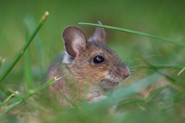 a portrait from the nocturnal yellow necked mouse, apodemus flavicollis, in the garden at a autumn morning