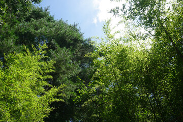 Obraz premium a fresh forest