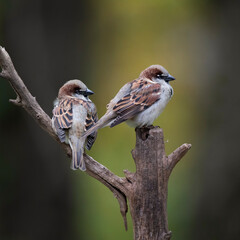 sparrow on a branch