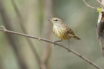 Cape May warbler (Setophaga tigrina) is a species of New World warbler. 