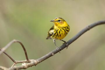 Cape May warbler (Setophaga tigrina) is a species of New World warbler. 