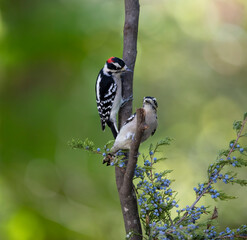 male and female woodpeckers on branch
