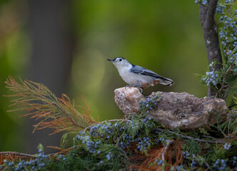 nuthatch bird on stone and wood perch