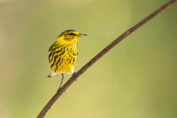 Cape May warbler (Setophaga tigrina) is a species of New World warbler. 