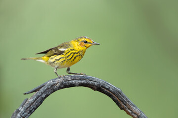 Cape May warbler (Setophaga tigrina) is a species of New World warbler. 