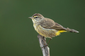 Cape May warbler (Setophaga tigrina) is a species of New World warbler. 