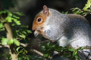 A beautiful squirrel in the forest eating fruit that it is gripped between its claws.