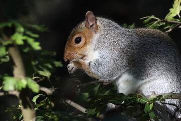 A beautiful squirrel in the forest eating fruit that it is gripped between its claws.