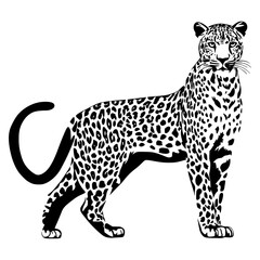 leopard vector illustration