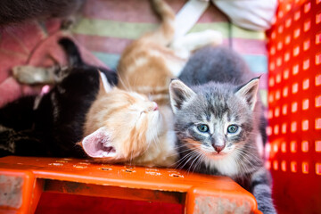 Innocent kittens nestled in a plastic container, needing a caring home
