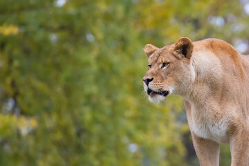 Lioness in a clearing a portrait