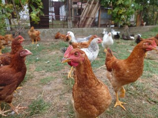 Free-range hens or chicken in a rural home backyard. Close up shot, no people