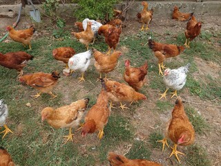 Free-range hens or chicken in a rural home backyard. Close up shot, no people