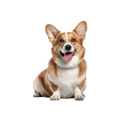 Welsh Corgi dog breed no background