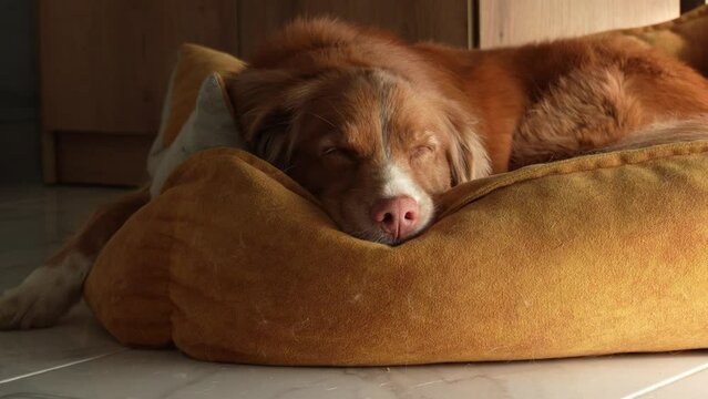 Red Dog sleeps on a pet bed. A Nova Scotia Duck Tolling Retriever resting in a room. High quality 4k footage.