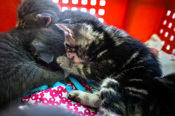 Adorable kittens in a plastic box, waiting for their homes