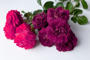 rose flowers. red rose. summer. red flower. rose. flowerbed