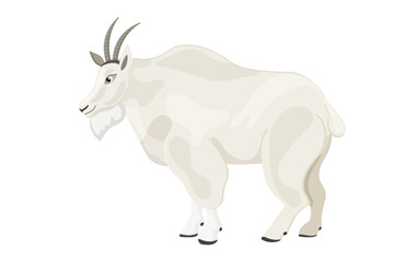 Image of white adult snow goat with big horns and beard. Wild mammal, mountain animal, cartoon design. Concept of wildlife in cold polar nature. Isolated on white background. Vector illustration