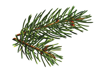 Naklejka na ściany i meble Spruce branch. Green fir. Realistic Christmas tree llustration for Xmas cards, New year party posters isolated Transparent png background