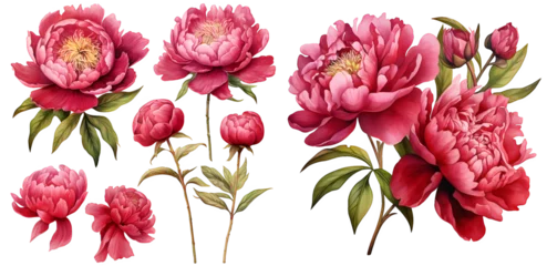 Tischdecke Red peony illustration clipart. Generative AI. © Dian