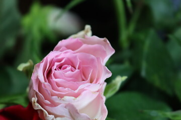 pink flower beautiful skewer-colored skewers natural leaves