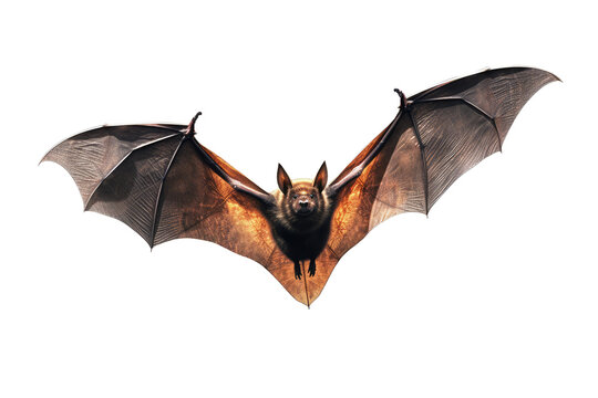 bat flying isolated on white