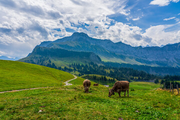 Fototapeta na wymiar House cows grazing in the Swiss mountains.