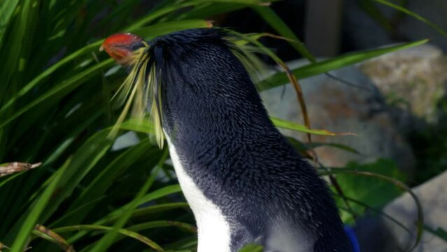 Macaroni penguin in zoo captivity 2