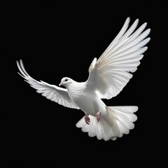 Beautiful White Dove Flapping Its Wings Isolated on Black Background