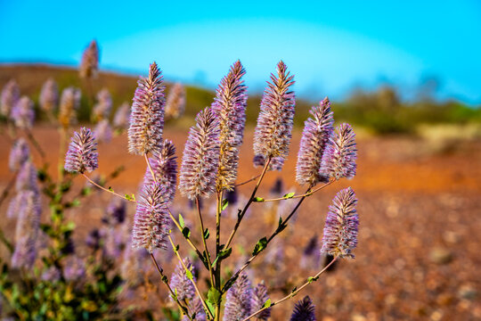 Mulla Mulla Ptilotus native Australian wlidflower