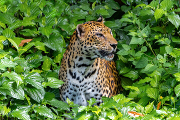 The Indochinese leopard (Panthera pardus delacouri) peeking out from tropical plants © milkovasa