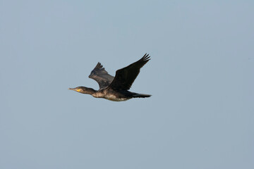 Great Cormorant, Phalacrocorax carbo