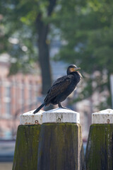 Great Cormorant, Phalacrocorax carbo