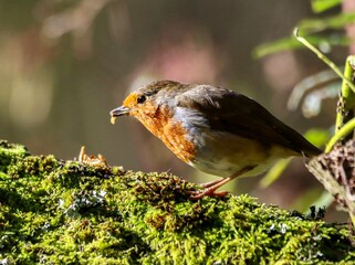 Robin (Erithacus rubecula) perched on a branch of a moss-covered tree