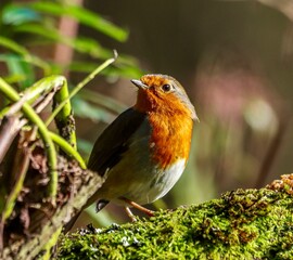 Robin (Erithacus rubecula) perched on a branch of a moss-covered tree
