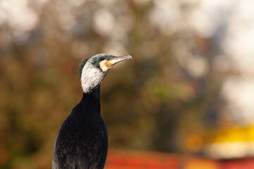 Great Cormorant, Phalacrocorax carbo