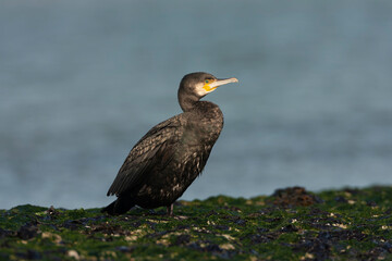 Great Cormorant, Phalacrocorax carbo