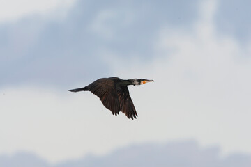 Great Cormorant, Phalacrocorax carbo