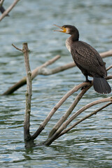 Great Cormorant, Phalacrocorax carbo