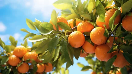 Fotobehang oranges hanging on a branch orange tree in the garden, orange farm concept. © inthasone