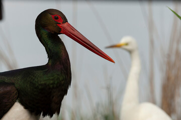 Black Stork, Ciconia nigra