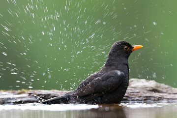 Eurasian Blackbird, Turdus merula