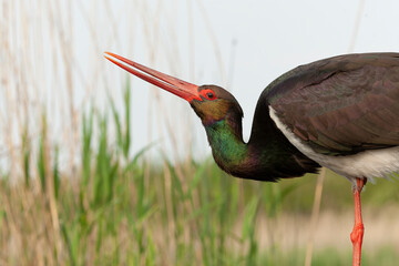 Black Stork, Ciconia nigra