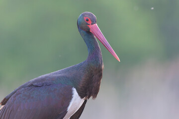 Black Stork, Ciconia nigra