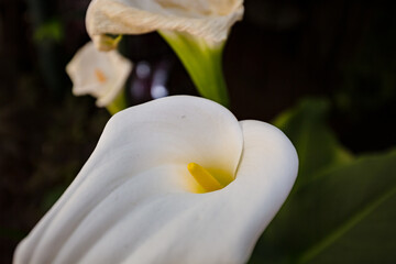 Close up of tender beautiful white calla flower