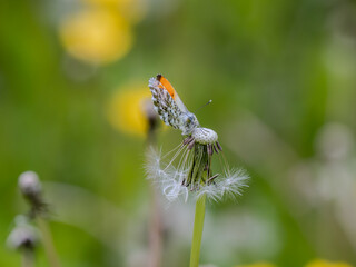 Orange-tip Butterfly  on a Dandelion Head