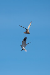 Elanus caeruleus - Black-winged Kite - Elanion blanc