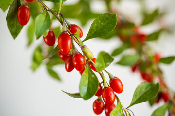 Branch with ripe red goji berry on grey background - obrazy, fototapety, plakaty