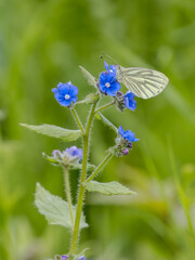 Green-veined White Butterfly Feeding on Forget-me-not