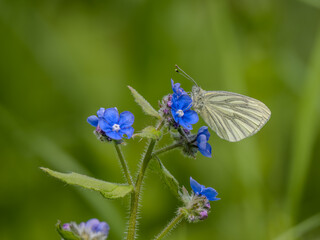 Green-veined White Butterfly Feeding on Forget-me-not